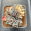 Echeveria 'Cubic Frost' Variegated Crested 2"-3" Cluster Succulent Plant Cutting
