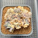 Echeveria 'Cubic Frost' Variegated Crested 2"-3" Cluster Succulent Plant Cutting