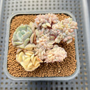 Echeveria 'Cubic Frost' Variegated Crested 2"-3" Cluster Succulent Plant Cutting