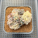 Echeveria 'Cubic Frost' Variegated Crested 2"-3" Cluster Succulent Plant Cutting