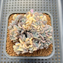 Echeveria 'Cubic Frost' Variegated Crested 2"-3" Cluster Succulent Plant Cutting