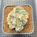 Echeveria 'Cubic Frost' Variegated Crested 2"-3" Cluster Succulent Plant Cutting