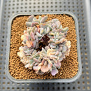 Echeveria 'Cubic Frost' Variegated Crested 2"-3" Cluster Succulent Plant Cutting
