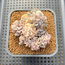 Echeveria 'Cubic Frost' Variegated Crested 2"-3" Cluster Succulent Plant Cutting