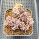 Echeveria 'Cubic Frost' Variegated Crested 2"-3" Cluster Succulent Plant Cutting