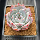 Echeveria 'Trumso' 3" Succulent Plant Cutting