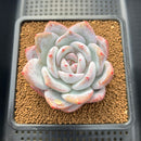 Echeveria 'Trumso' 3" Succulent Plant Cutting