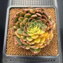 Echeveria Agavoides 'Red Tip' Variegated 2" Succulent Plant Cutting