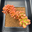 Sedum 'Lucidum Obesum' Crested 3"-4" Succulent Plant Cutting