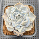 Echeveria 'Thriller Pearl' 2"-3" Succulent Plant Cutting