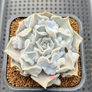 Echeveria 'Thriller Pearl' 2" Succulent Plant Cutting