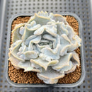 Echeveria 'Thriller Pearl' 2" Succulent Plant Cutting