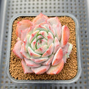 Echeveria sp. 2" Succulent Plant Cutting