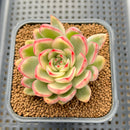 Echeveria Agavoides 'Butterfly' Variegated 2" Succulent Plant Cutting