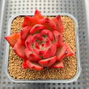 Echeveria Agavoides 'Amestro' 2" Succulent Plant Cutting