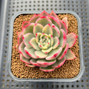 Echeveria Agavoides 'Purple Ebony' Variegated 2" Succulent Plant Cutting