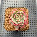 Echeveria Agavoides 'Purple Ebony' Variegated 2" Succulent Plant Cutting