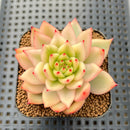 Echeveria Agavoides 'Morgain' Variegated 1"-2" Succulent Plant Cutting