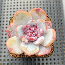 Echeveria 'Cream Sun' 2"-3" Succulent Plant Cutting