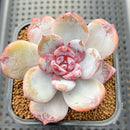 Echeveria 'Cream Sun' 2"-3" Succulent Plant Cutting