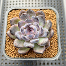 Echeveria 'Gemstone' Type B 2" Succulent Plant Cutting