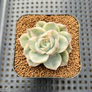 Echeveria 'Monaco' Variegated 2" Succulent Plant Cutting