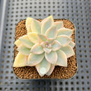 Graptopetalum 'Paraguayense' Variegated 3" Succulent Plant
