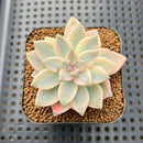 Graptopetalum 'Paraguayense' Variegated 3" Succulent Plant