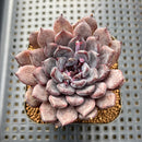Echeveria 'Black Zaragoza' 3" Succulent Plant Cutting