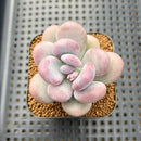 Pachyphytum 'Bracteosum' 2" Succulent Plant Cutting