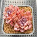 Echeveria 'Odette' 2"-3" Double Head Succulent Plant Cutting