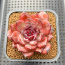 Echeveria 'Odette' 2"-3" Succulent Plant Cutting