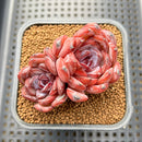 Echeveria 'Odette' 2"-3" Double Head Succulent Plant Cutting