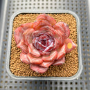Echeveria 'Odette' 2"-3" Succulent Plant Cutting