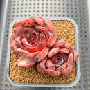 Echeveria 'Odette' 2"-3" Double Head Succulent Plant Cutting