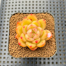 Echeveria 'Plön' 2" Succulent Plant Cutting