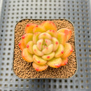 Echeveria 'Plön' 2" Succulent Plant Cutting