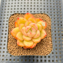 Echeveria 'Plön' 2" Succulent Plant Cutting