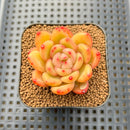 Echeveria 'Plön' 2" Succulent Plant Cutting