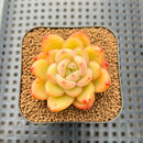 Echeveria 'Plön' 2" Succulent Plant Cutting
