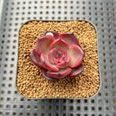 Echeveria 'Black Pink' 1"-2" Succulent Plant Cutting