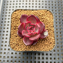 Echeveria 'Black Pink' 1"-2" Succulent Plant Cutting