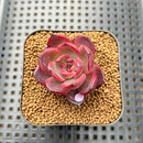 Echeveria 'Black Pink' 1"-2" Succulent Plant Cutting