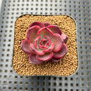Echeveria 'Black Pink' 1"-2" Succulent Plant Cutting
