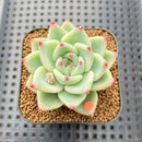 Echeveria 'Tiffany' 2" Succulent Plant Cutting