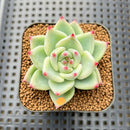 Echeveria 'Tiffany' 2" Succulent Plant Cutting