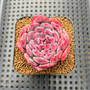 Echeveria 'Cherry Shadow' 2" Succulent Plant Cutting