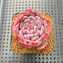 Echeveria 'Cherry Shadow' 2" Succulent Plant Cutting