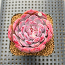 Echeveria 'Cherry Shadow' 2" Succulent Plant Cutting