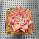 Echeveria 'Red Dragon' 2" Succulent Plant Cutting